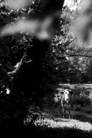 FLA_9124