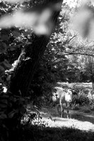 FLA_9123