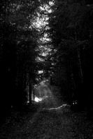 FLA_9136